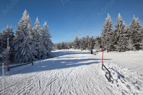 Fototapeta Jazda na sankach