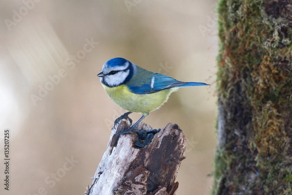 Fototapeta Eurasian blue tit - Parus caeruleus 