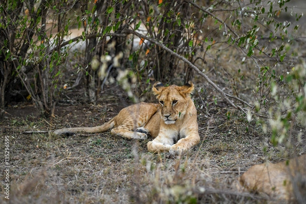 Fototapeta Lion