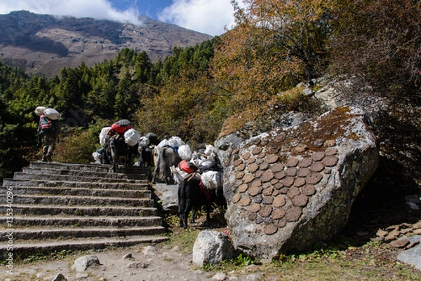 Fototapeta Trekking in Nepal, Himalayas