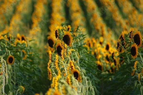 Fototapeta Sunflowers Rows