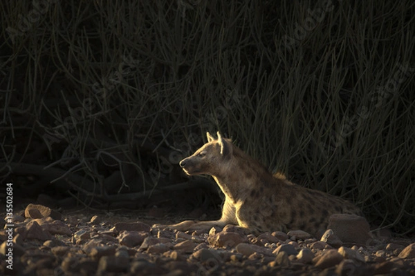 Fototapeta Hyena in Palmwag concession