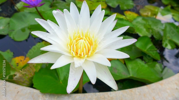 Fototapeta lotus in the pond