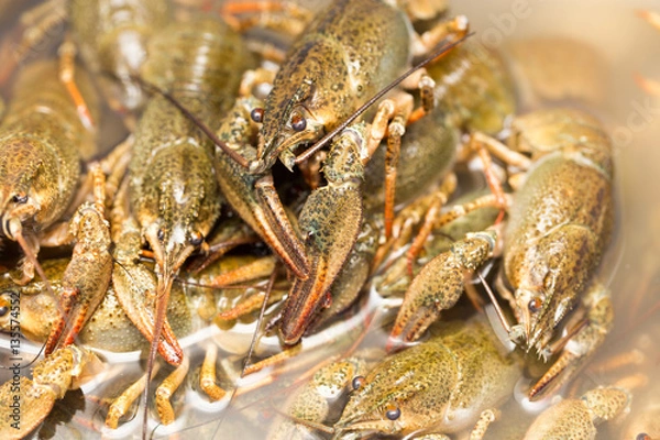 Fototapeta Live crayfish in the water as a background