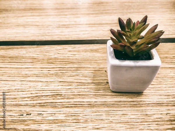 Obraz small succulent plant aeonium in white flowerpot on wooden desk