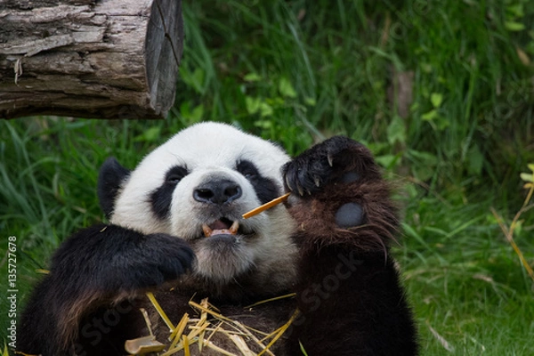 Fototapeta Panda géant en train de manger