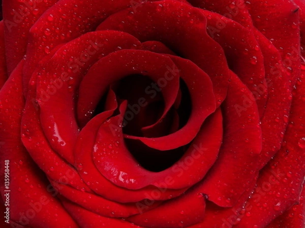 Fototapeta The bud of a red rose