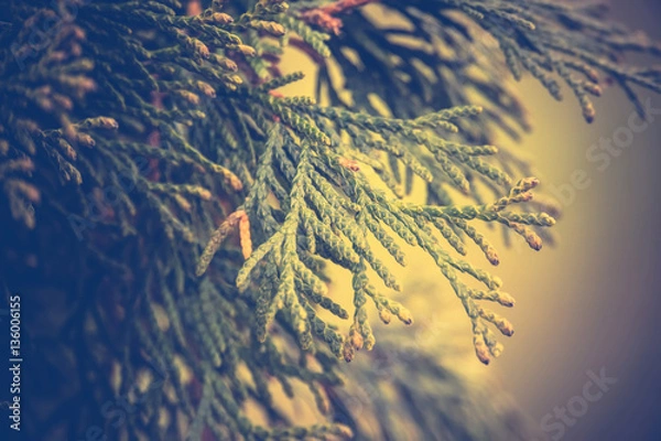 Fototapeta Spruce Tree Branches Filtered