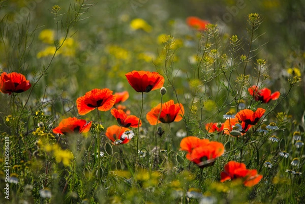 Fototapeta Wild poppies blossoming in steppes in spring