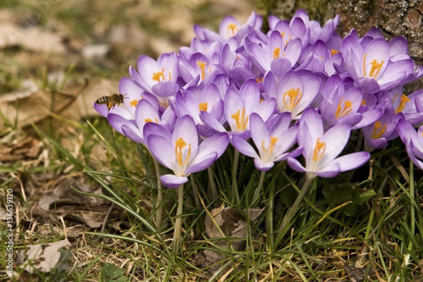 Fototapeta Crocus vernus / Crocus printanier / Crocus de printemps