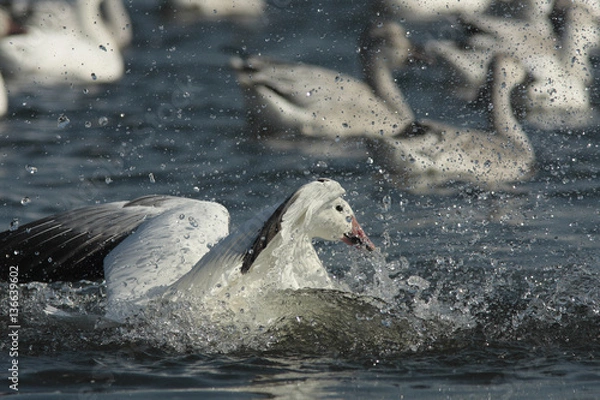 Fototapeta Anser caerulescens / Oie des neiges