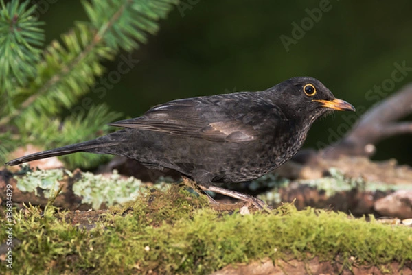 Fototapeta Blackbird, Turdus merula