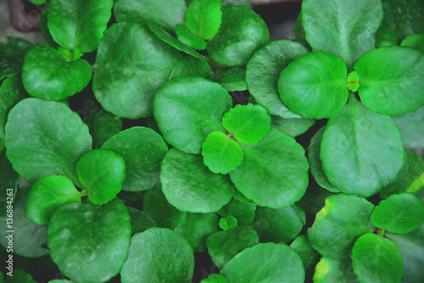 Fototapeta leaves