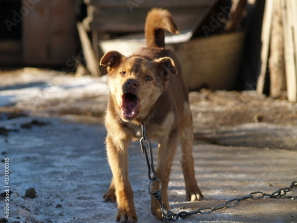 Fototapeta dog barks