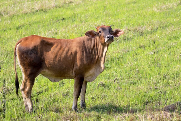 Fototapeta Image of brown cow on nature background. Farm Animal.