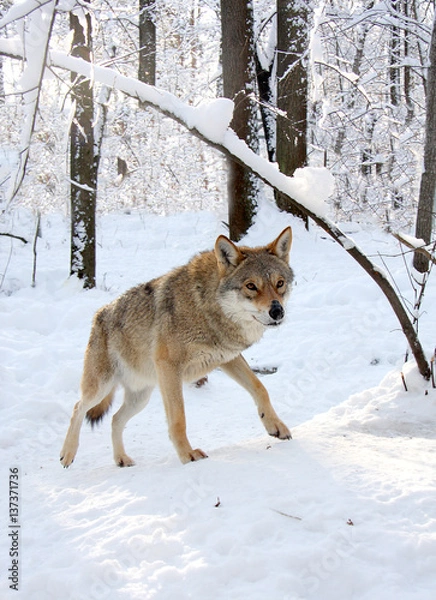 Fototapeta Wolf