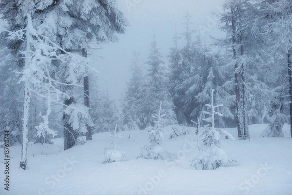 Fototapeta Dense fog in the mountains. Dramatic scene. Magical winter snow 