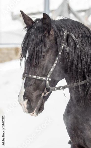 Fototapeta Portrait of a horse on nature in winter