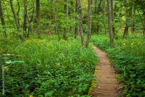 Fototapeta Wooden Walkway in Plitvice Lake National Park, Croatia