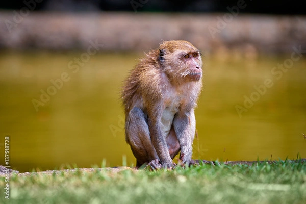 Fototapeta Wildlife. Monkey sitting on grass.