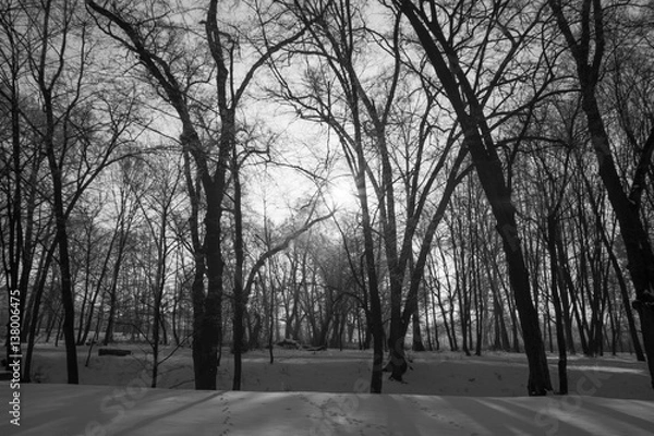 Fototapeta Trees covered with hard rime on a sunny winter day