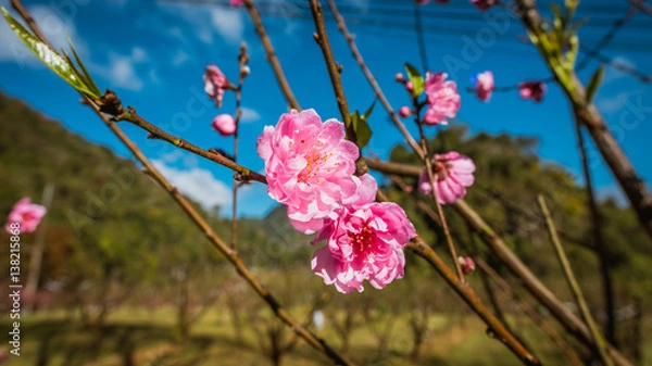 Fototapeta Pink flowers on branches.