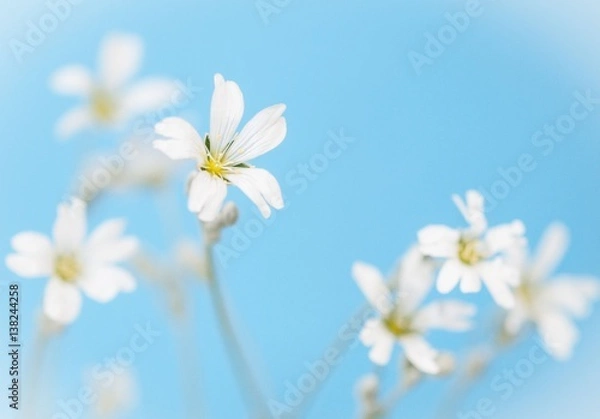 Fototapeta flowers