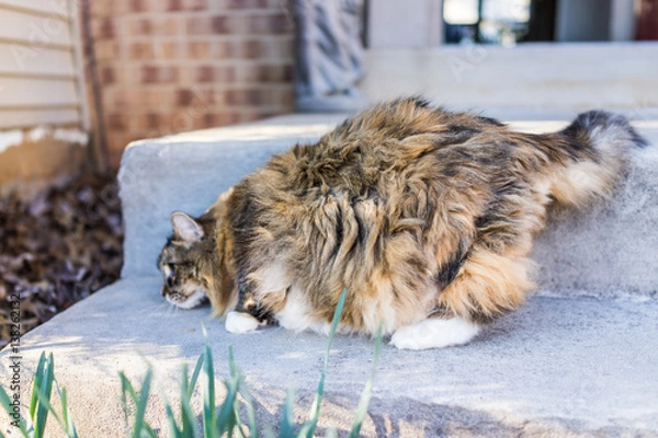 Fototapeta Fluffy, large maine coot cat hunting outside