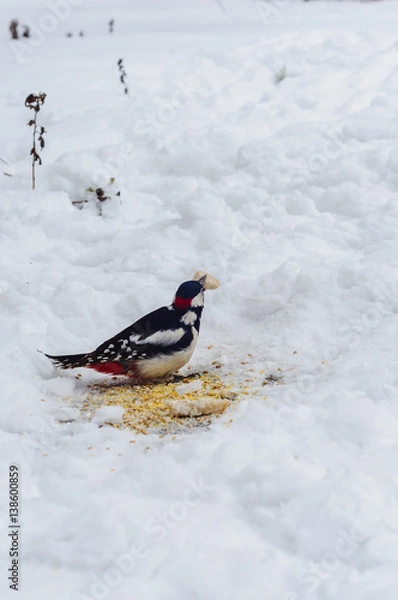 Fototapeta Woodpecker eating crackers in the park