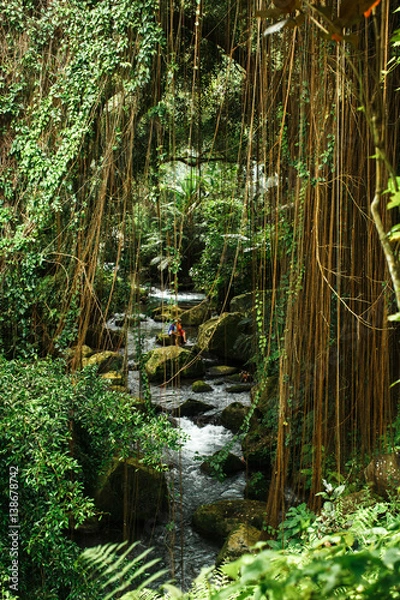 Fototapeta monkey in Asian rainforest