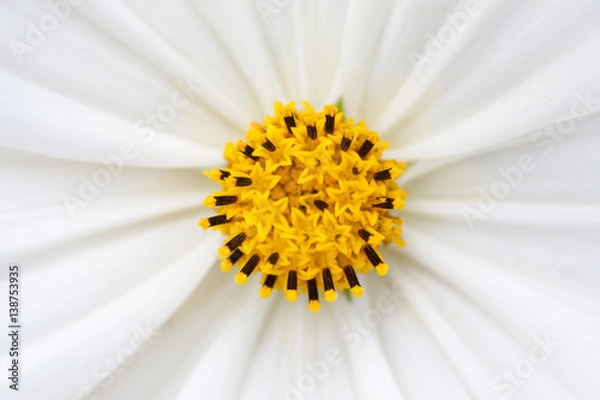 Fototapeta weiße Blume - Nahaufnahme