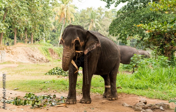 Fototapeta elephant browsing in tropical forest on Sri Lanka