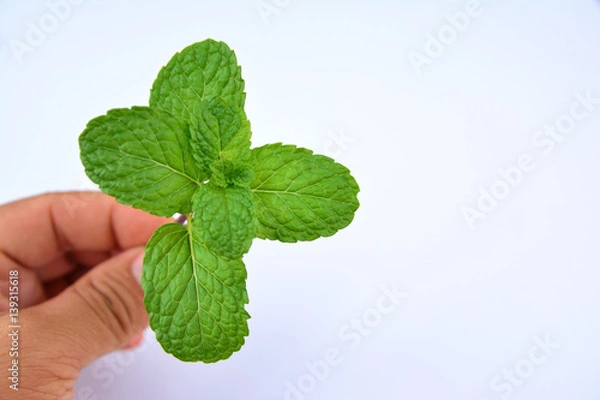 Fototapeta fresh mint leaves on white background