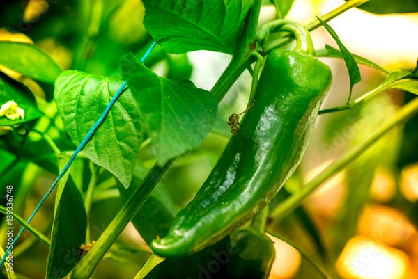 Fototapeta Macro shot of unripe pepper, growing in a greenhouse on a colorful and vibrant background

