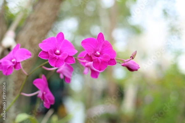 Fototapeta Dendrobium flower in Thailand