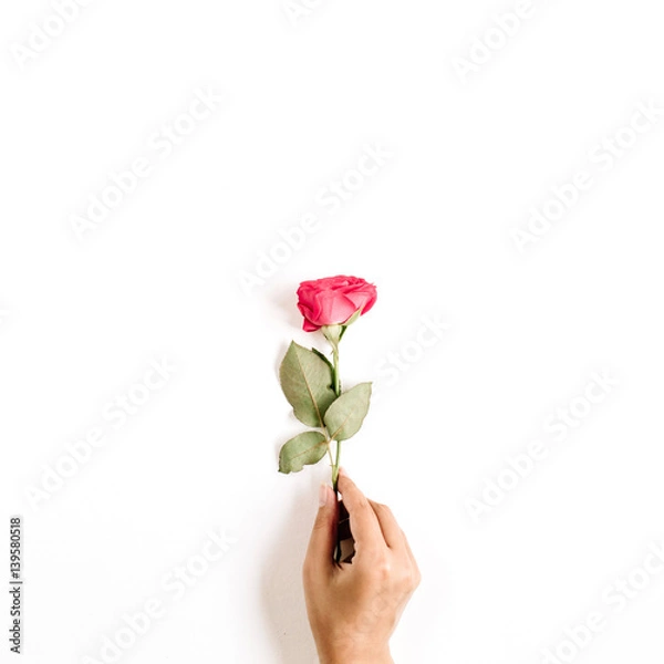 Fototapeta Beautiful red rose flower in girl's hand isolated on white background. Flat lay, top view. Mothers day or valentines day background.