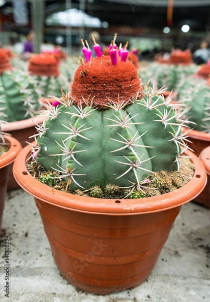 Fototapeta close up of cactus