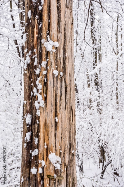 Fototapeta Bare Wood White Snow