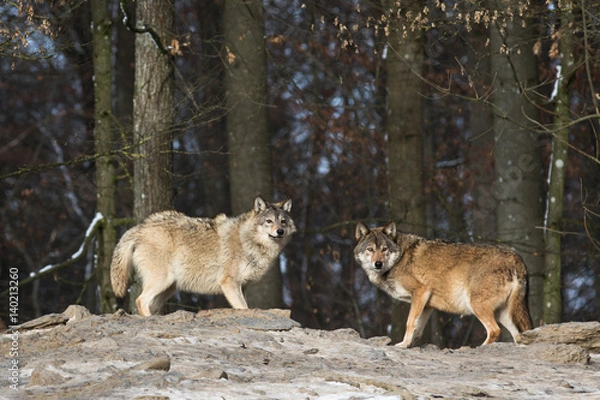 Fototapeta Wolf