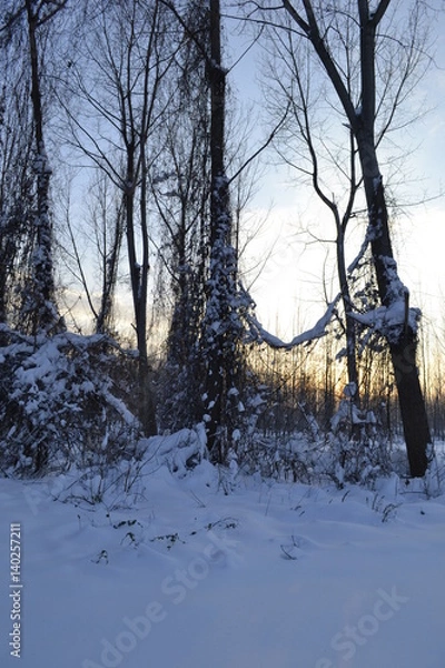 Fototapeta Forest under snow