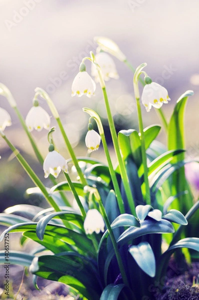 Fototapeta Delicate white flowers blooming in the garden