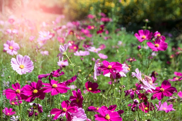 Fototapeta .Pink and red cosmos flowers