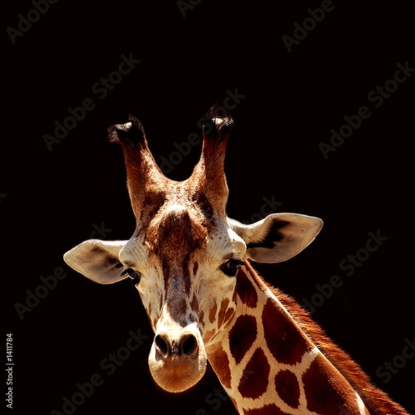 Fototapeta giraffes