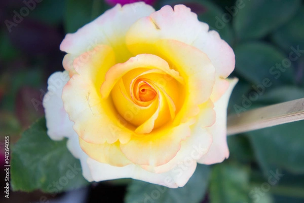 Fototapeta roses yellow flowers in the garden ,yellow beautiful flowers