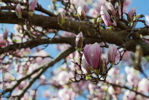 Fototapeta fleur, magnolia