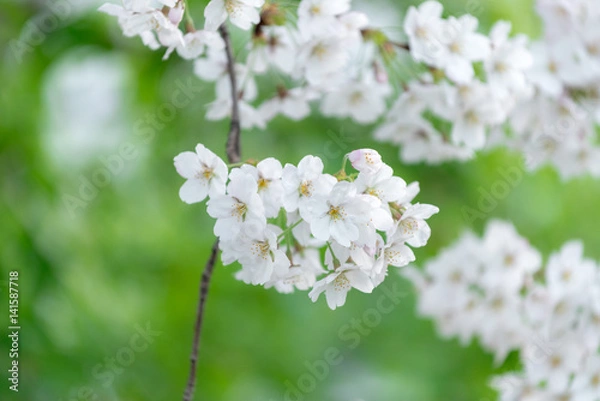 Fototapeta Spring Cherry blossom flowers of nature in Korea.