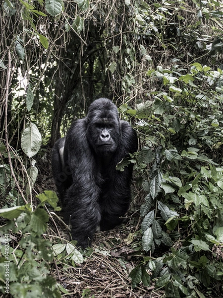 Fototapeta silverback mountain gorilla in the Virunga National Park, Africa, DRC, Central Africa.