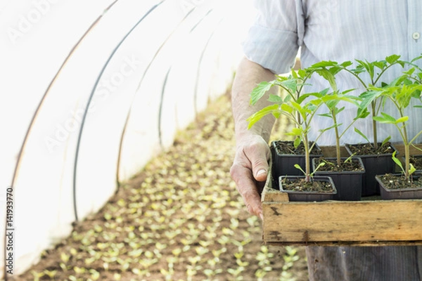 Fototapeta Farmer holding box with tomato plants