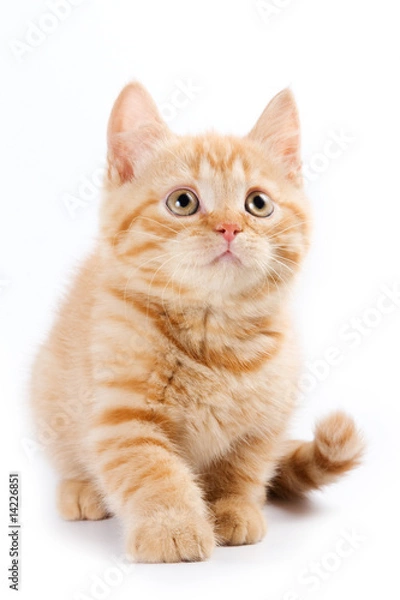 Fototapeta Little kitten on white background