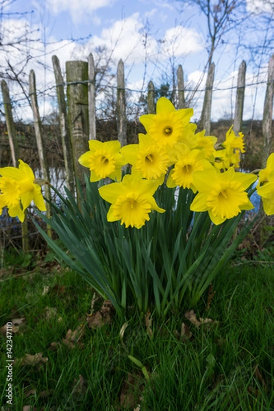 Fototapeta Flowers blooming in springtime in the countryside, UK.